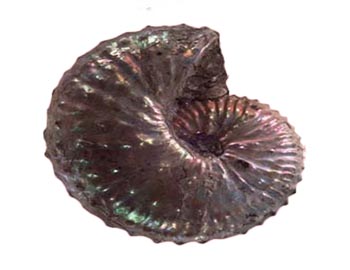 ammonite