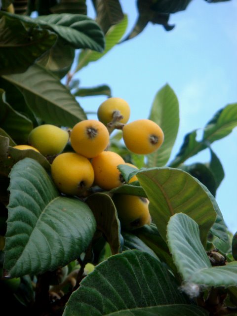 loquat