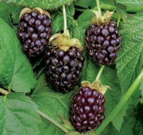 blackberry