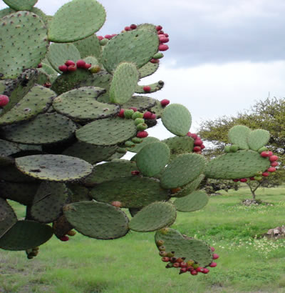 cactus