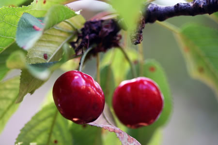 cherry