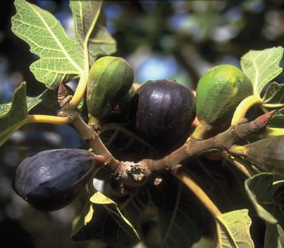 fig