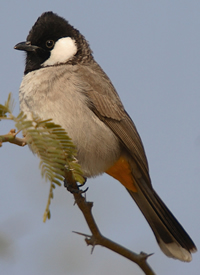 bulbul