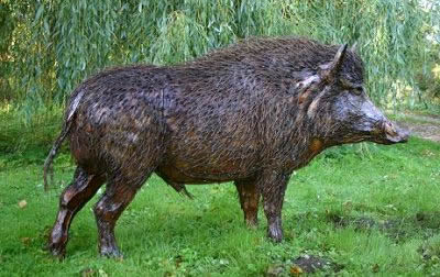 wild_boar